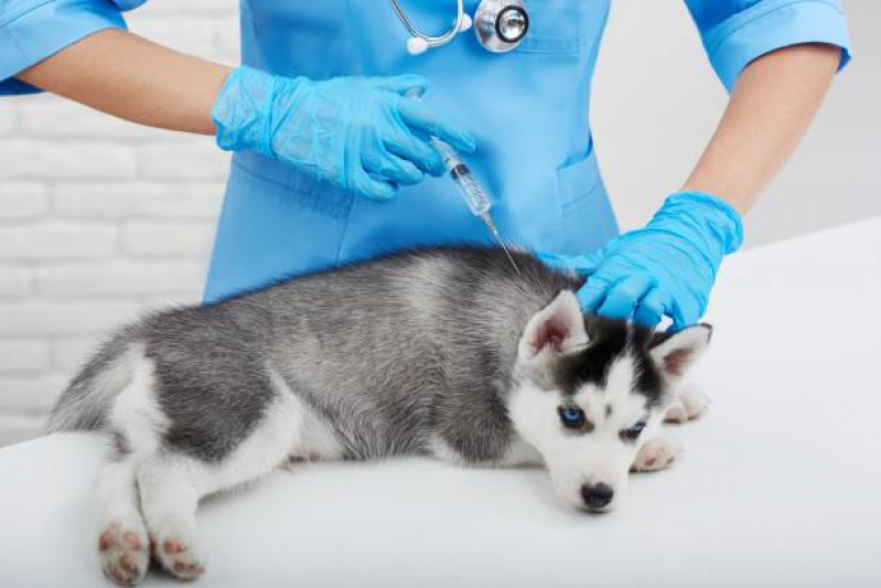 Vacina de Raiva Cachorro Agendar ZfN Zona Industrial - Vacina contra Raiva para Cachorro