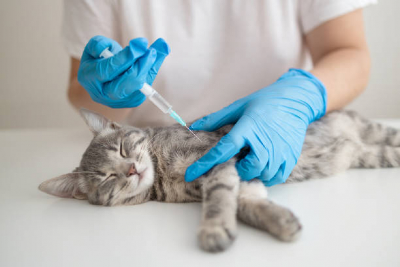 Vacina de Raiva Gato Agendar Eixo Monumental - Vacina Antirrábica Animal