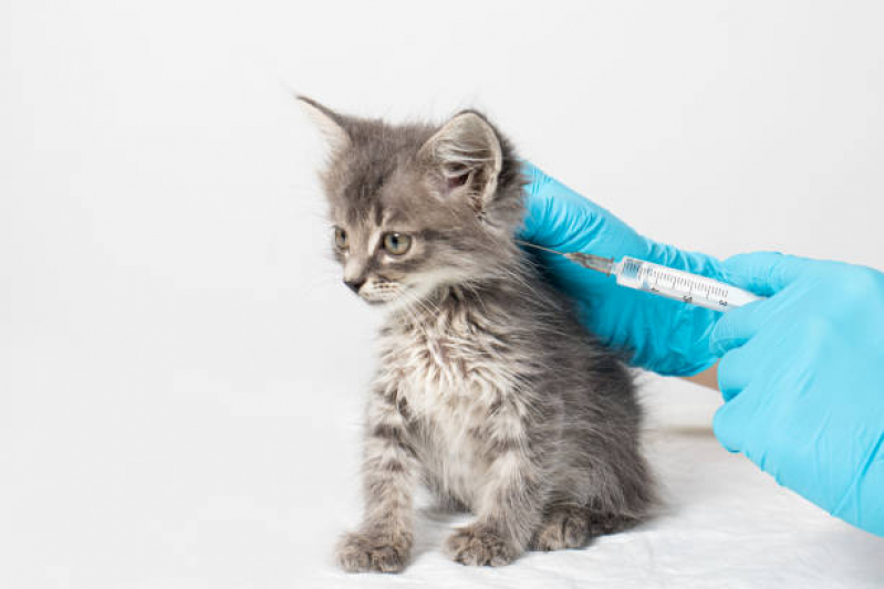 Vacina de Raiva Gato Águas Claras - Vacina para Filhote de Gato