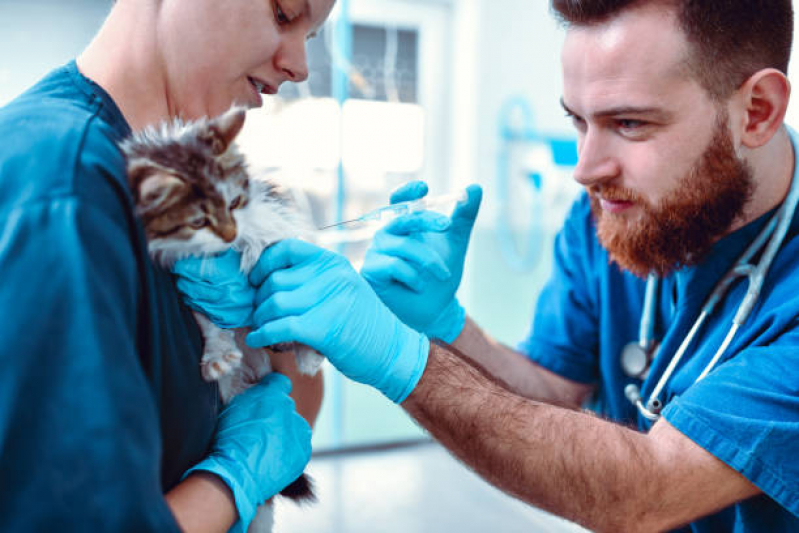 Vacina de Raiva para Cachorro Agendar Eixo Rodoviário Sul - Vacina de Raiva Gato