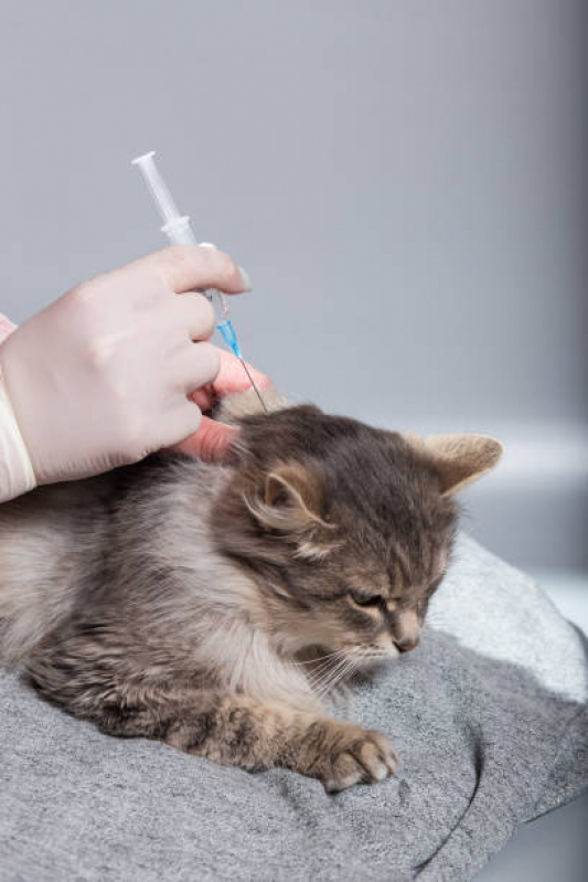 Vacina para Filhote de Gato SETOR DE ARMAZENAGEM E ABASTECIMENTO NORTE - Vacina para Gato V4