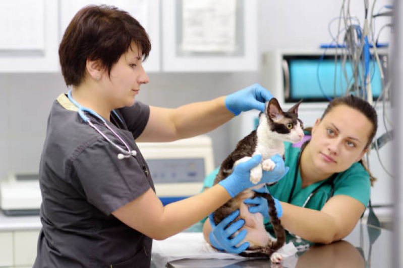 Veterinário Contato Sh Arniqueiras - Veterinário Especializado em Gatos