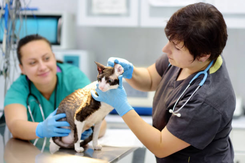 Veterinário Especialista em Gatos SIA - Veterinário Mais Próximo