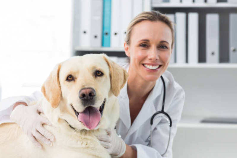 Veterinário Especializado em Cachorros Contato Octogonal - Veterinário Especializado em Gatos