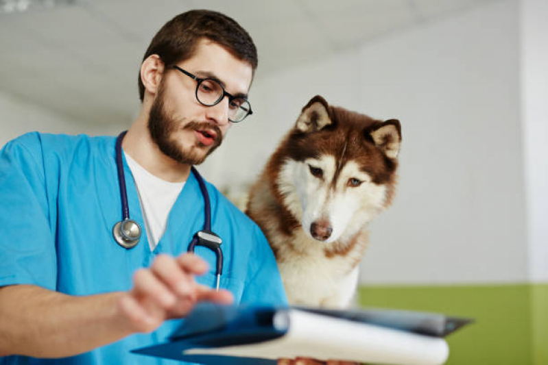 Veterinário Especializado em Cães Contato Sudeste - Veterinário Especializado em Cachorros