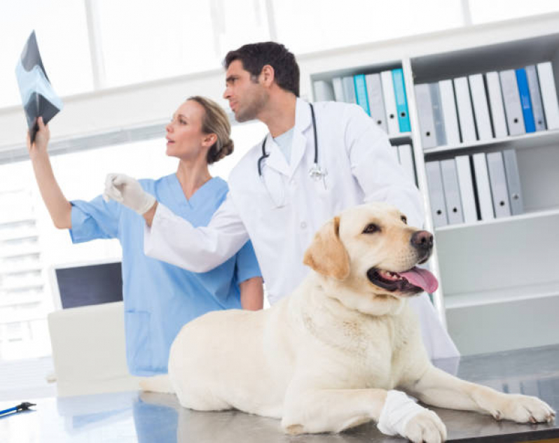 Veterinário Próximo a Mim SCN SETOR COMERCIAL NORTE - Veterinário Especializado em Cachorros