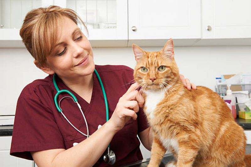 veterinrio-especialista-em-gatos