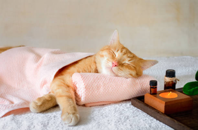 Homeopatia para Gatos