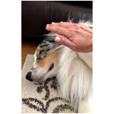 naturopatia para cachorro marcar EPUB Estrada Parque Universidade de Brasília