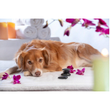 naturopatia para cães SETOR DE INDUSTRIA GRAFICA BIOTIC