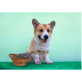 naturopatia para pet agendar Lado sul